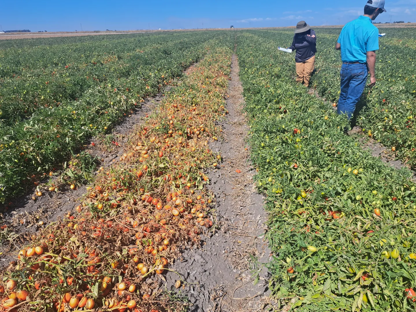 Variety trial