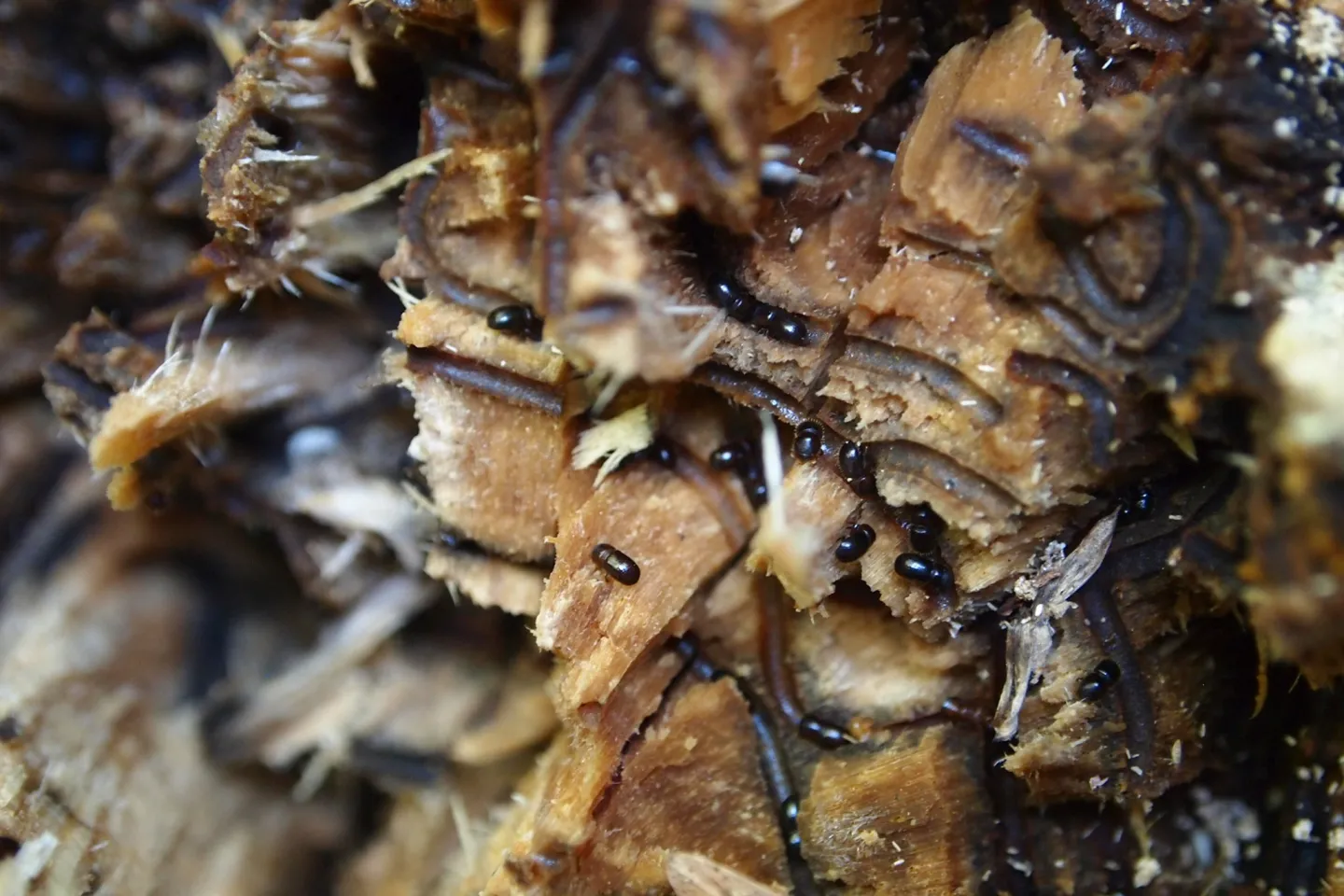 Invasive shothole borer adults and larvae seen in galleries found in caster bean.