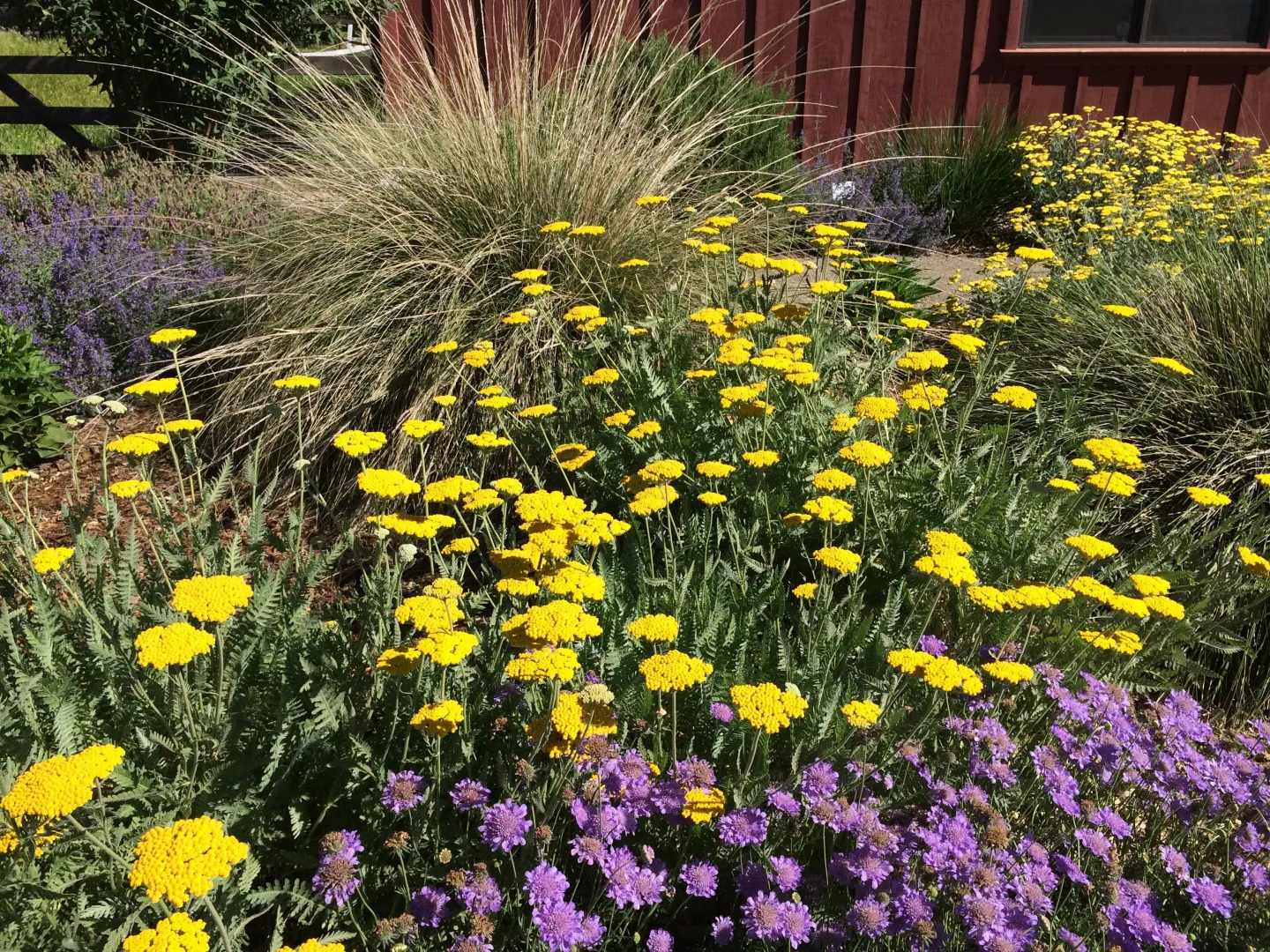 Flowers blooming