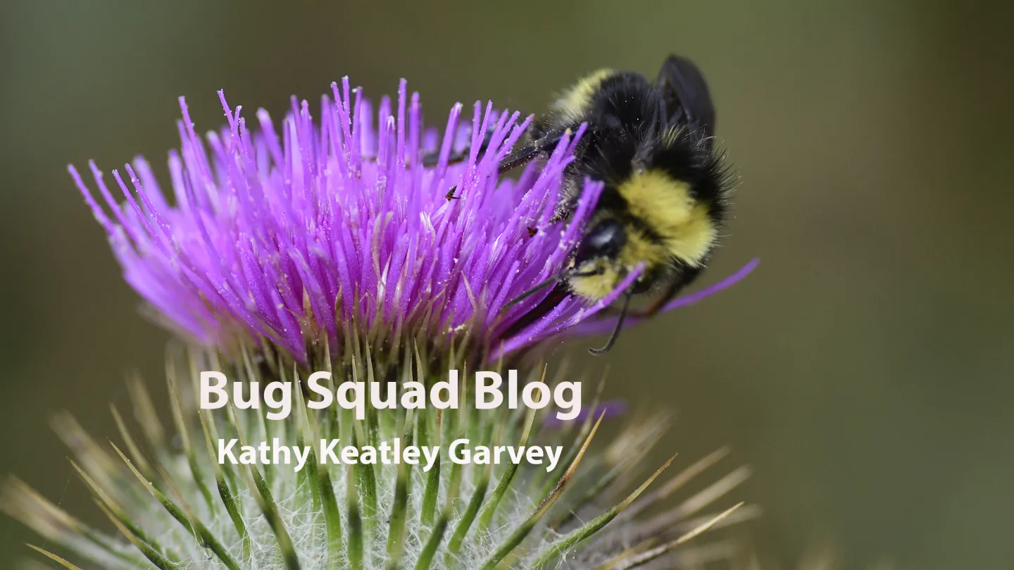 Bumble bee on bull thistle at Bodega Bay