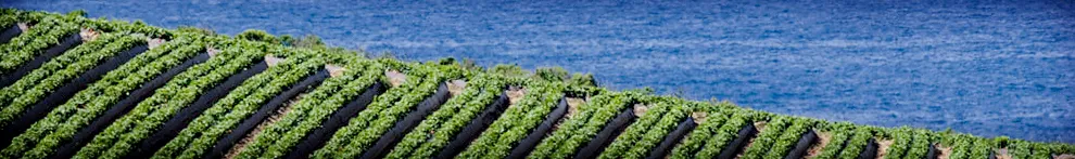 Row crops with ocean view