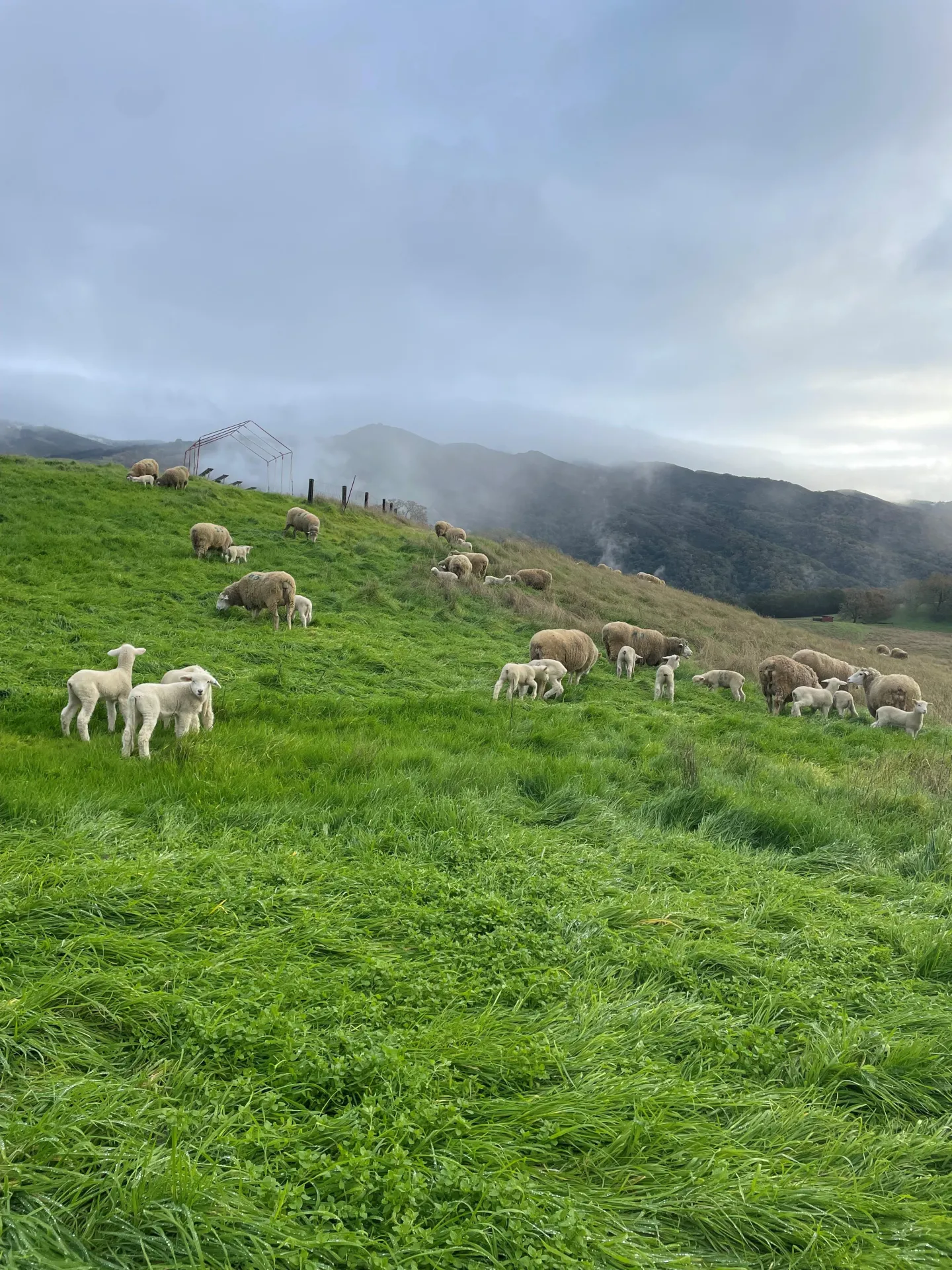Lambs first day on pasture 3
