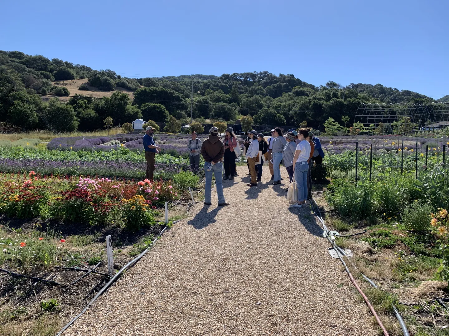 Lavender farm