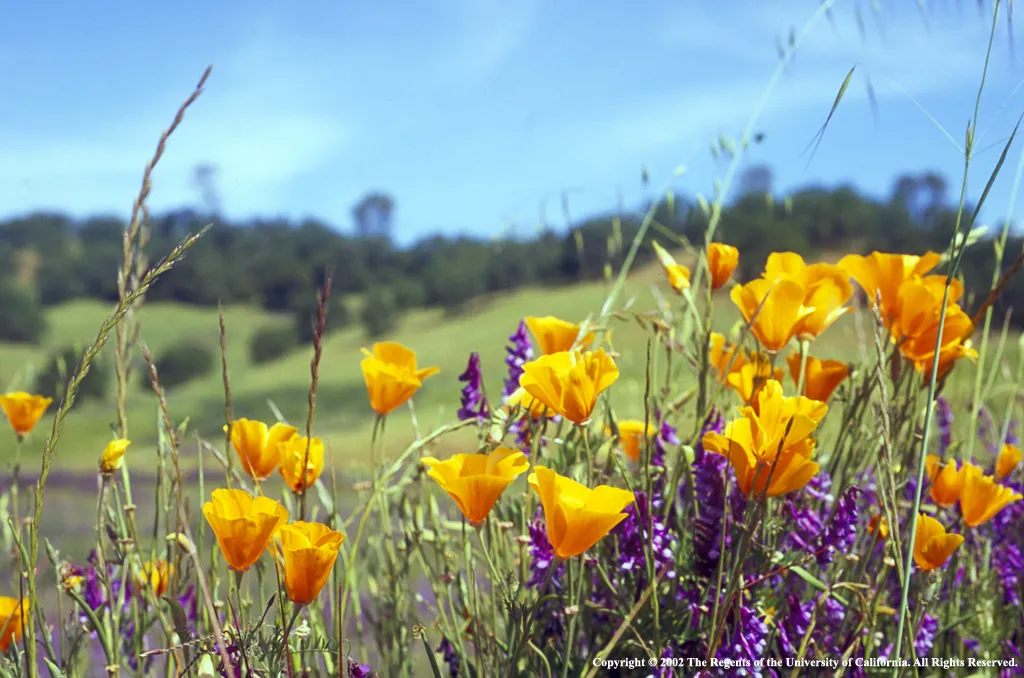 Stock Poppies
