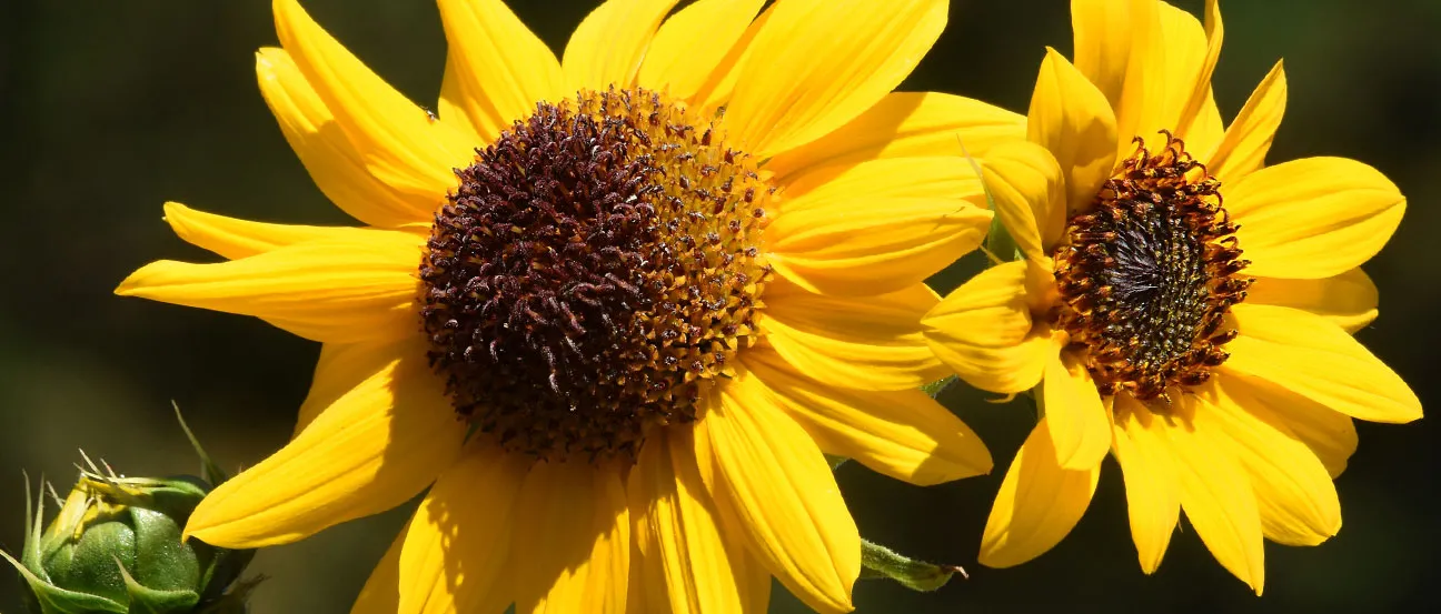 Sunflowers