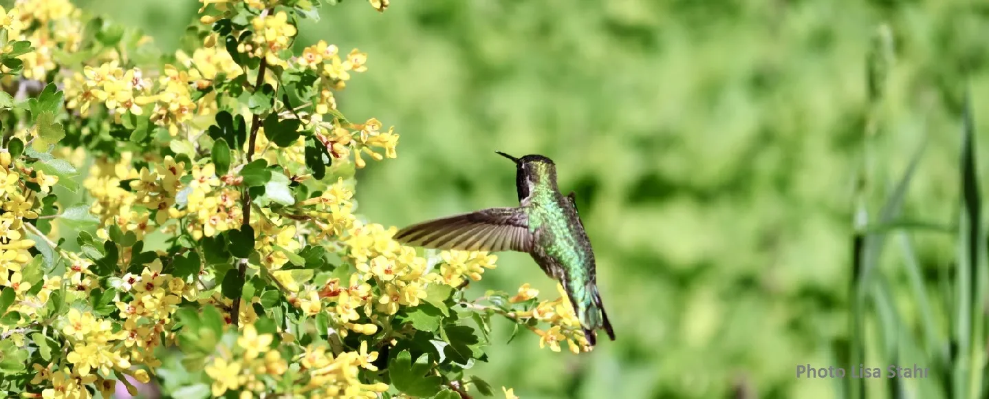 Anna's Hummingbird on Ribes aureum
