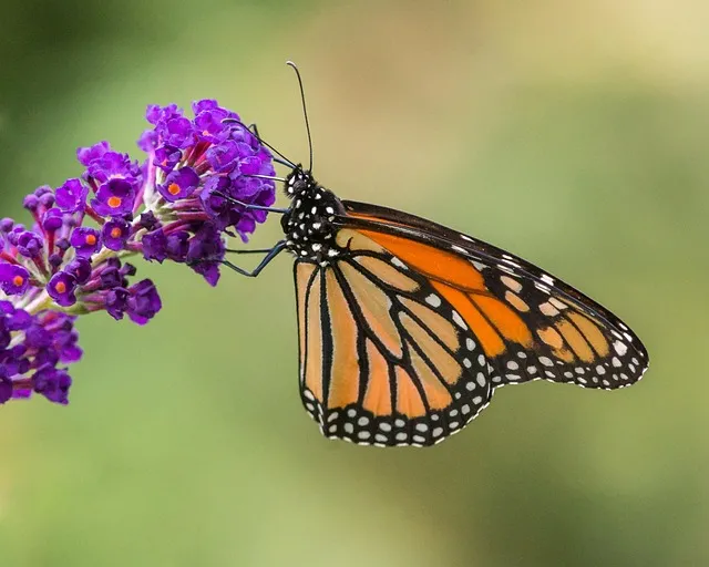 butterfly