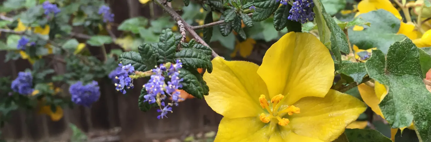 bright yellow flannelbush flower and in the background are deep blue ceanothus flowers