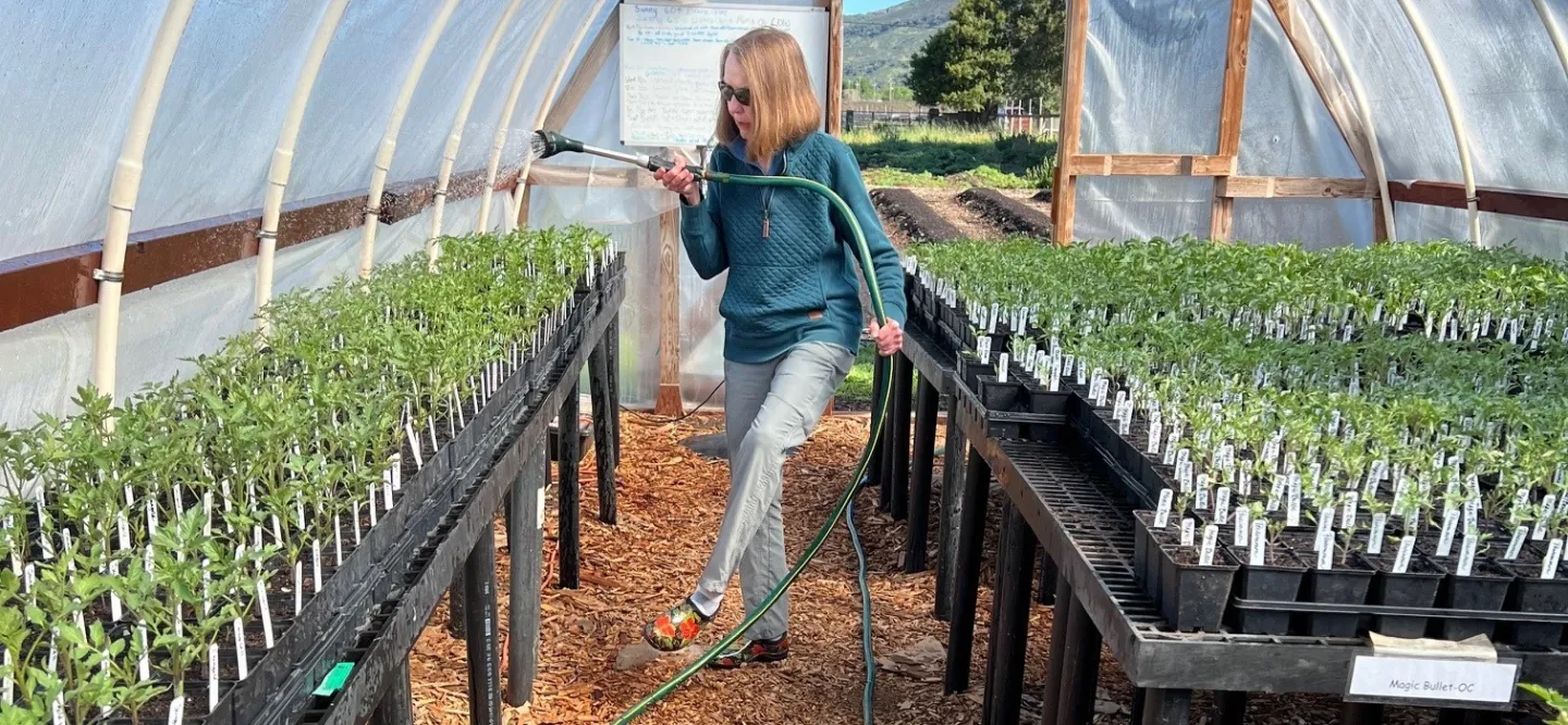 Master Gardener Jane waters 29 varieties of tomatoes in preparation for the annual April 12th Tomato Sale from 9:00am until sold out at 1710 Soscol Ave., Napa.