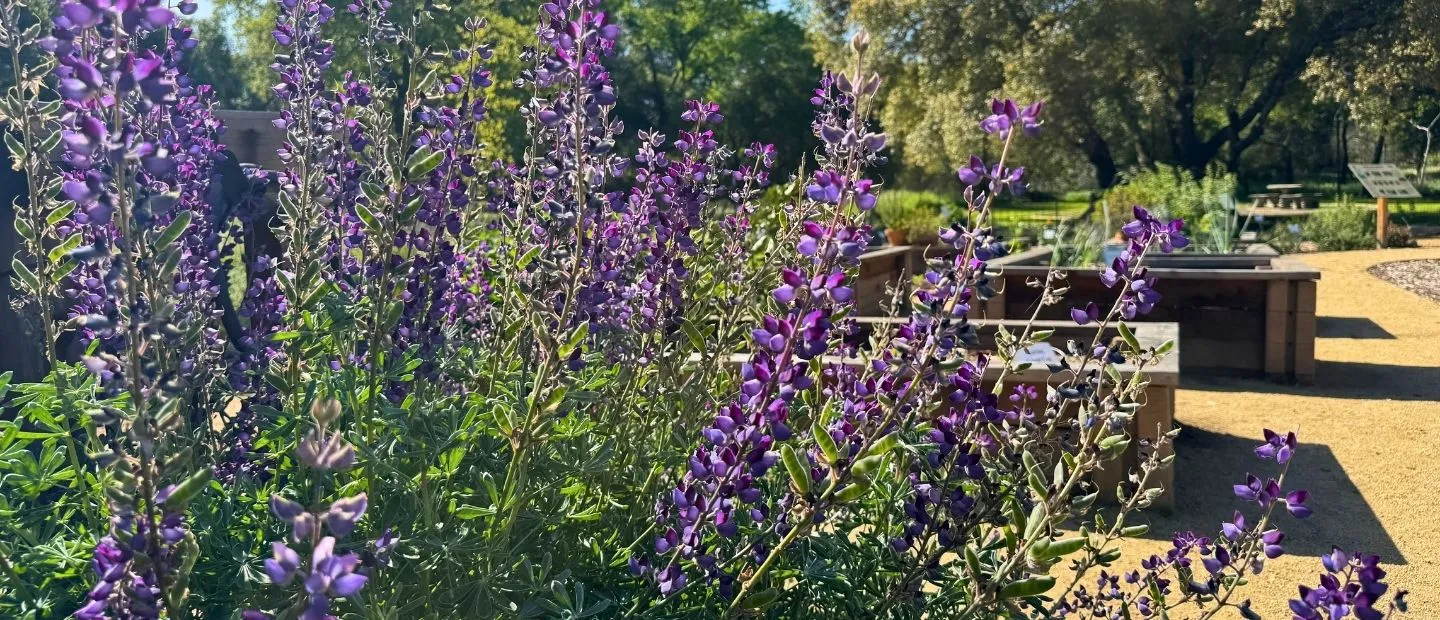 Purple flowers