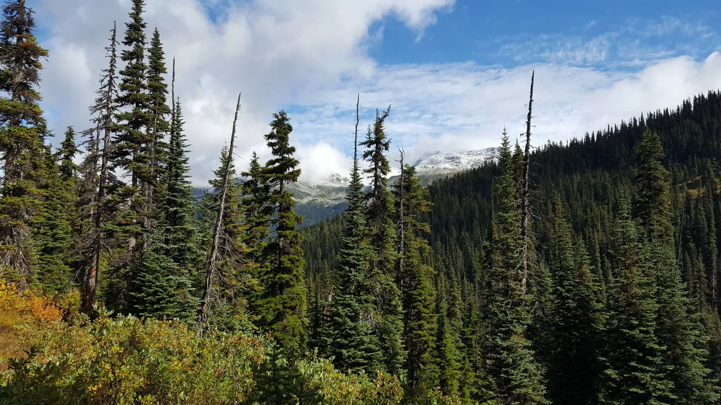 Vancouver Forest