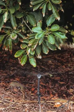 Avocado Irrigation