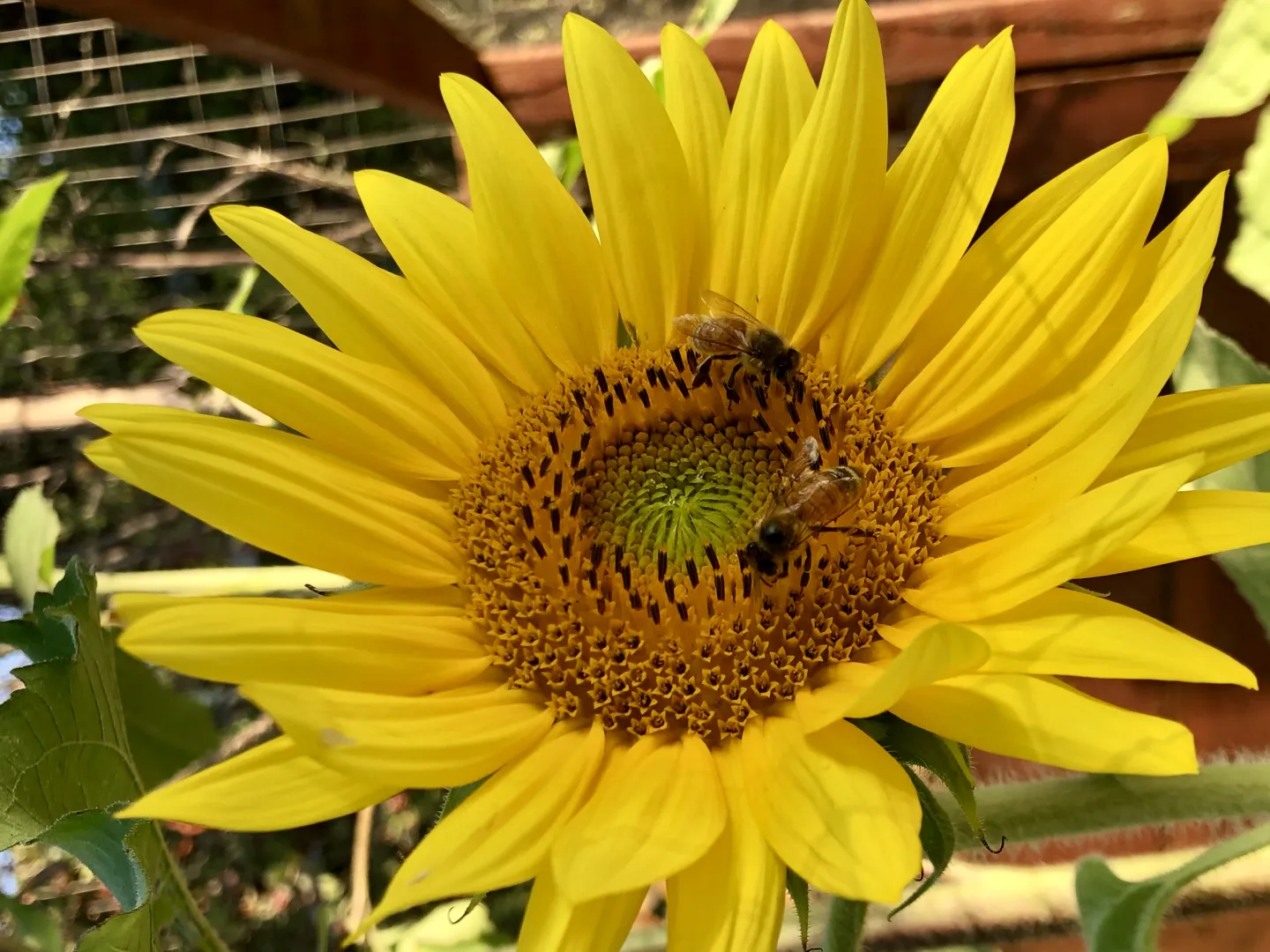 yellow sunflower with honey bee