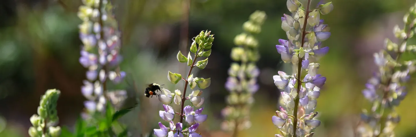 Lupins with Visiting Bee