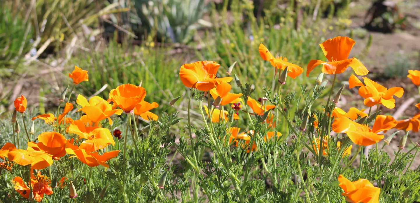 california poppies