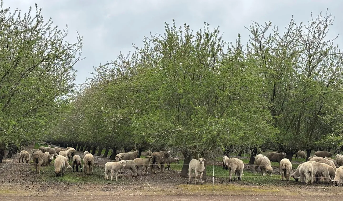 Field