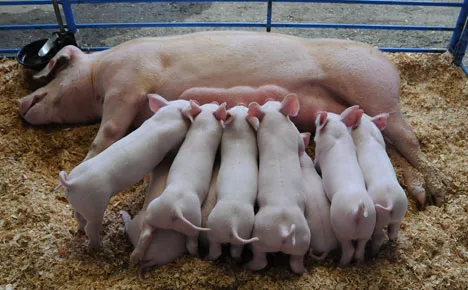 pigs