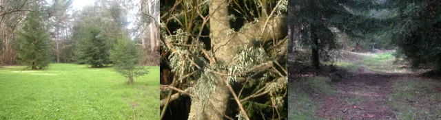 Forest Panel Photo