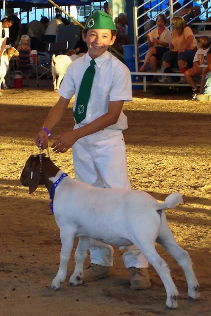 4-H Jacob Eye - Madera Fair 2008