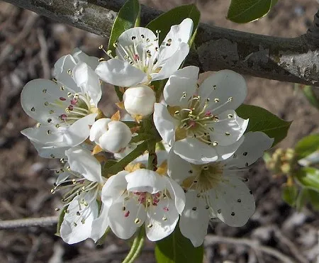 Pear Blossom