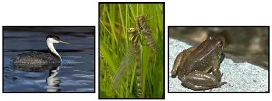 Ecology Banner