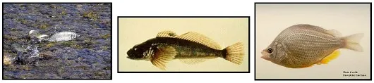 Inland Fisheries Header