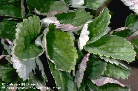 Powdery mildew of strawberries-Jack Kelly Clark