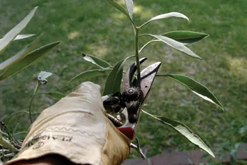 hand prune