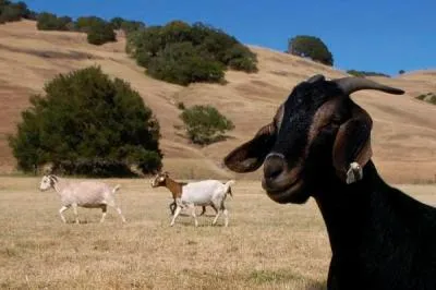 GoatFarm-1