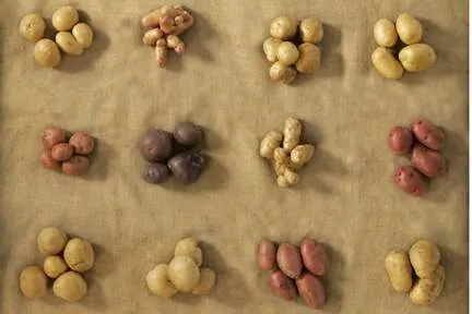 VersatileSpudsPic