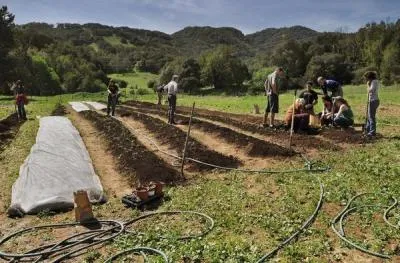 IVC Organic garden