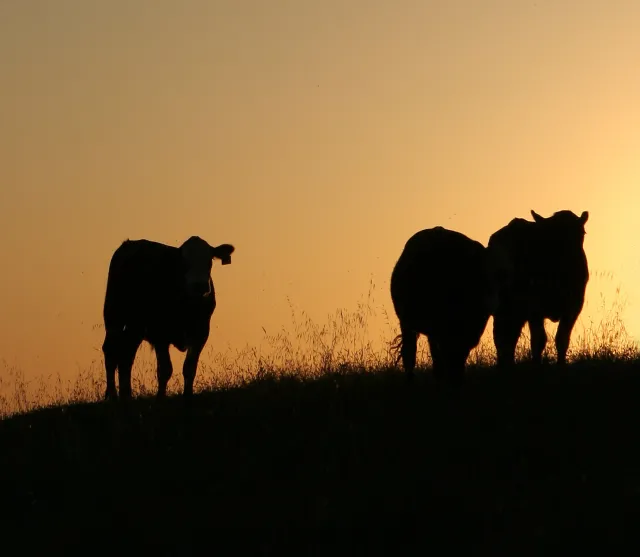 Cattle (2)