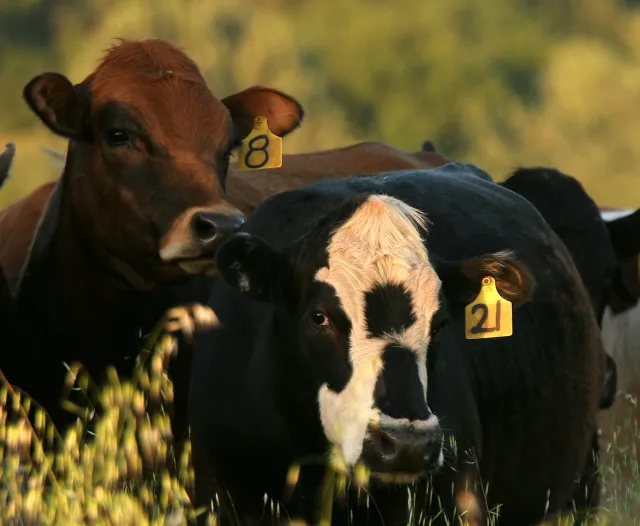 Cattle