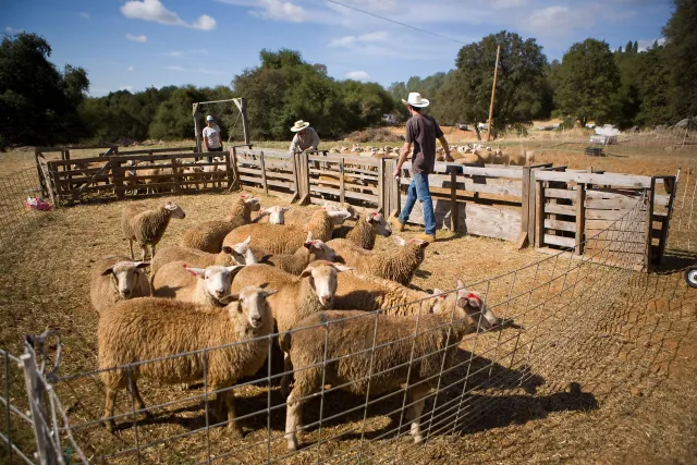 Sheep in Pen