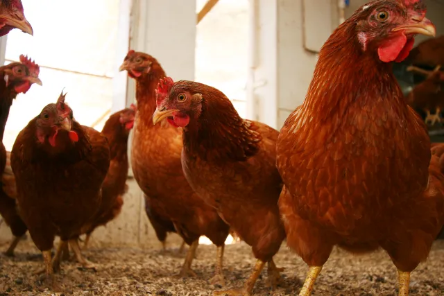 Chickens