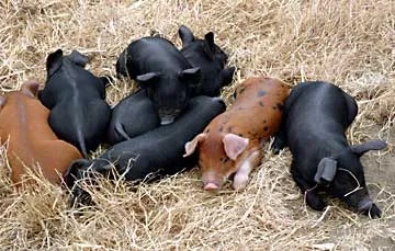 pigs