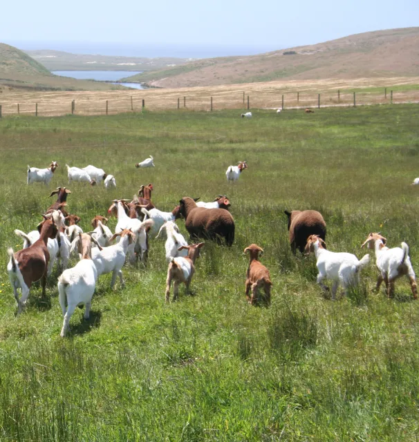 Goats Cropped3