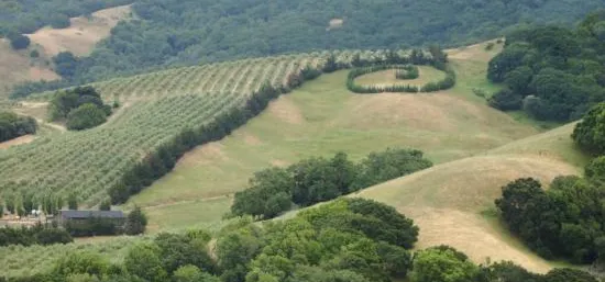 Olive Hills Cropped