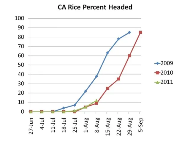 Rice headed