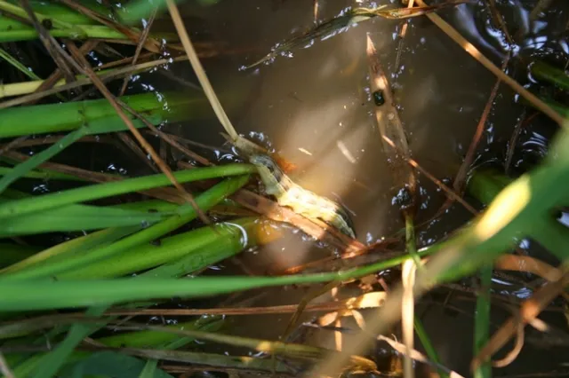 Armyworm