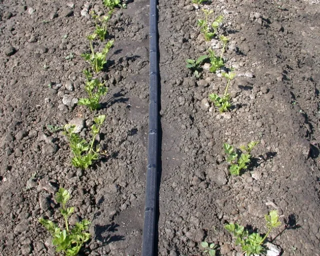3 May dry-GT