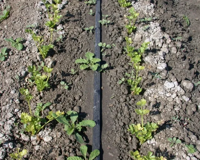 3 May wet-untreated