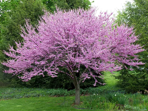 flowering-red-bud
