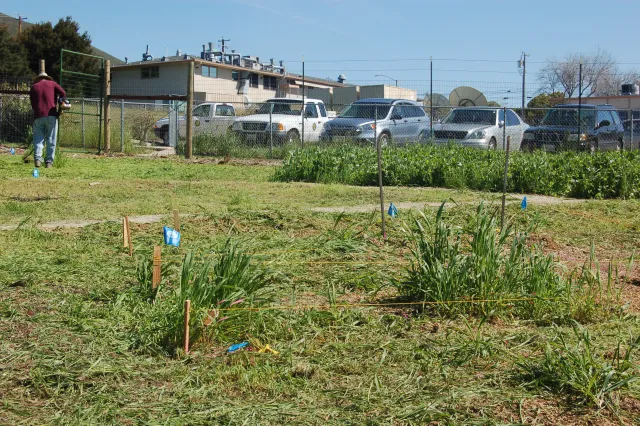 weed abatement 2