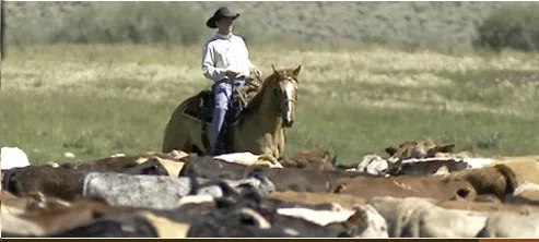cowboy2
