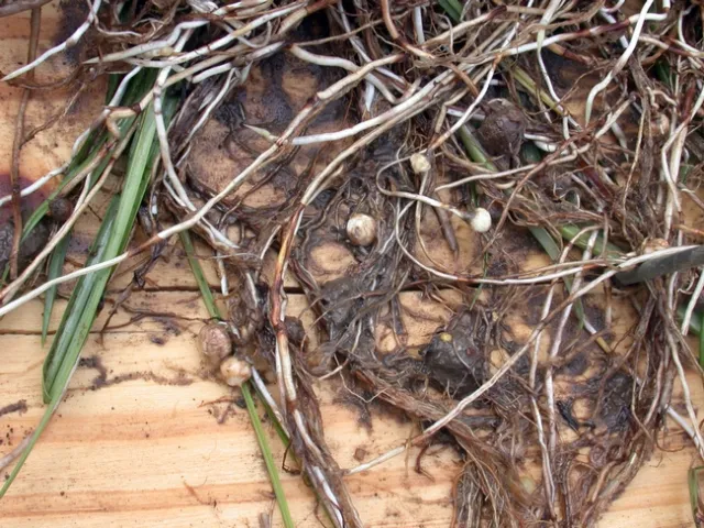 nutsedge