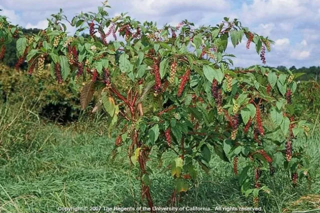 Pokeweed 1 adj