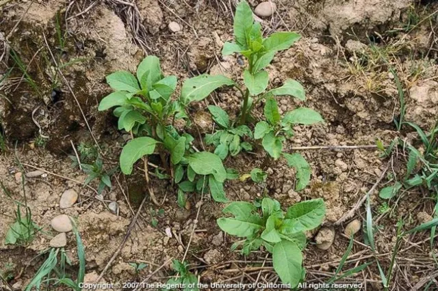 Pokeweed 3 adj