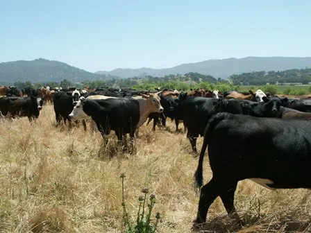 cattle herd