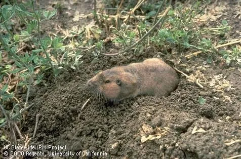 Identification and observation is key to vertebrate pest control.